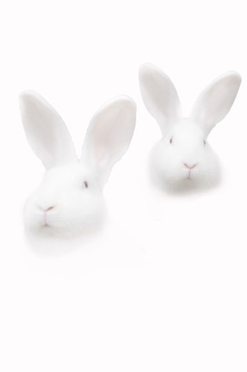 lapins blancs sur blanc.jpg