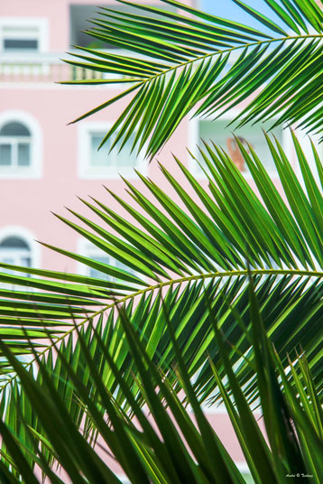 palmier et facade rose imp.jpg
