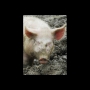 cochon13