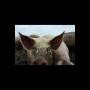 cochon2
